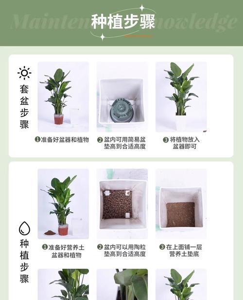 柠檬树如何养殖？柠檬树的种植和养护技巧有哪些？