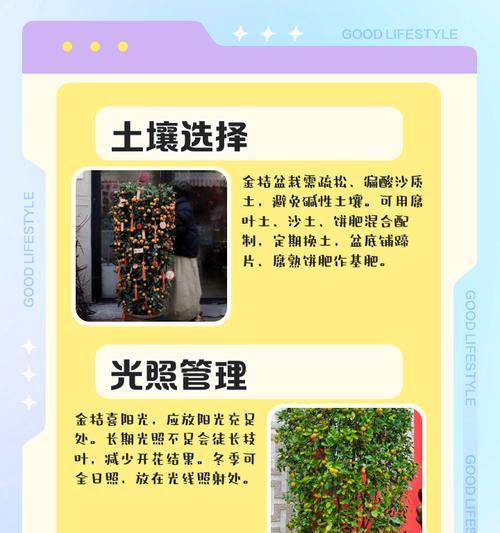 盆栽金橘的养殖技巧和常见问题解答？