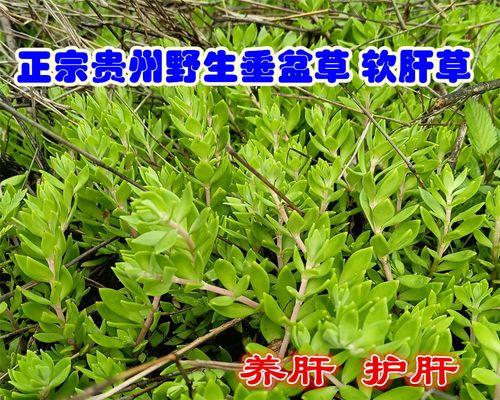 三叶草的种植方法和注意事项是什么？