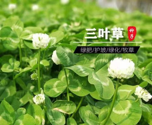 三叶草的种植方法和注意事项是什么？