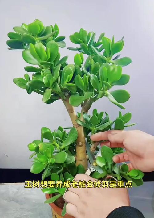 玉树如何养？玉树的养护要点和常见问题解答？