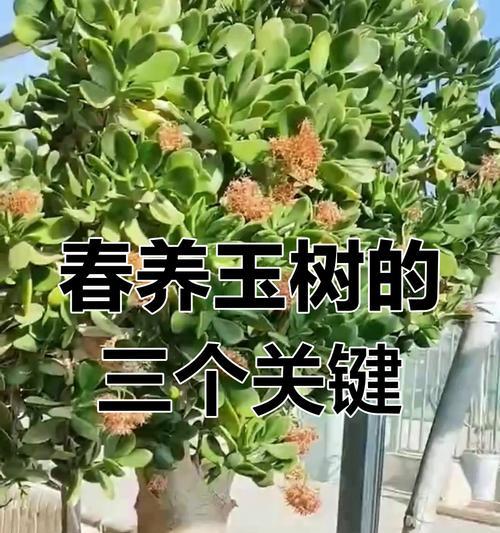 玉树如何养？玉树的养护要点和常见问题解答？