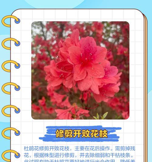 什么杜鹃品种最好？如何挑选最佳的杜鹃品种？