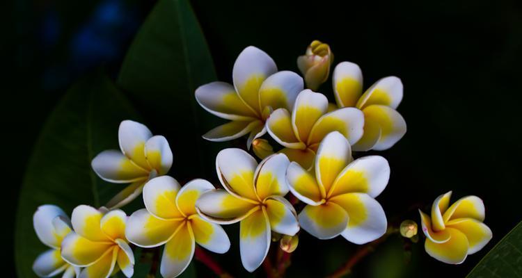 鸡蛋花品种有哪些？鸡蛋花的品种特点是什么？