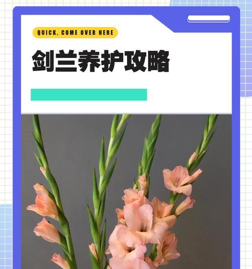 剑兰鲜切花的养护技巧有哪些？