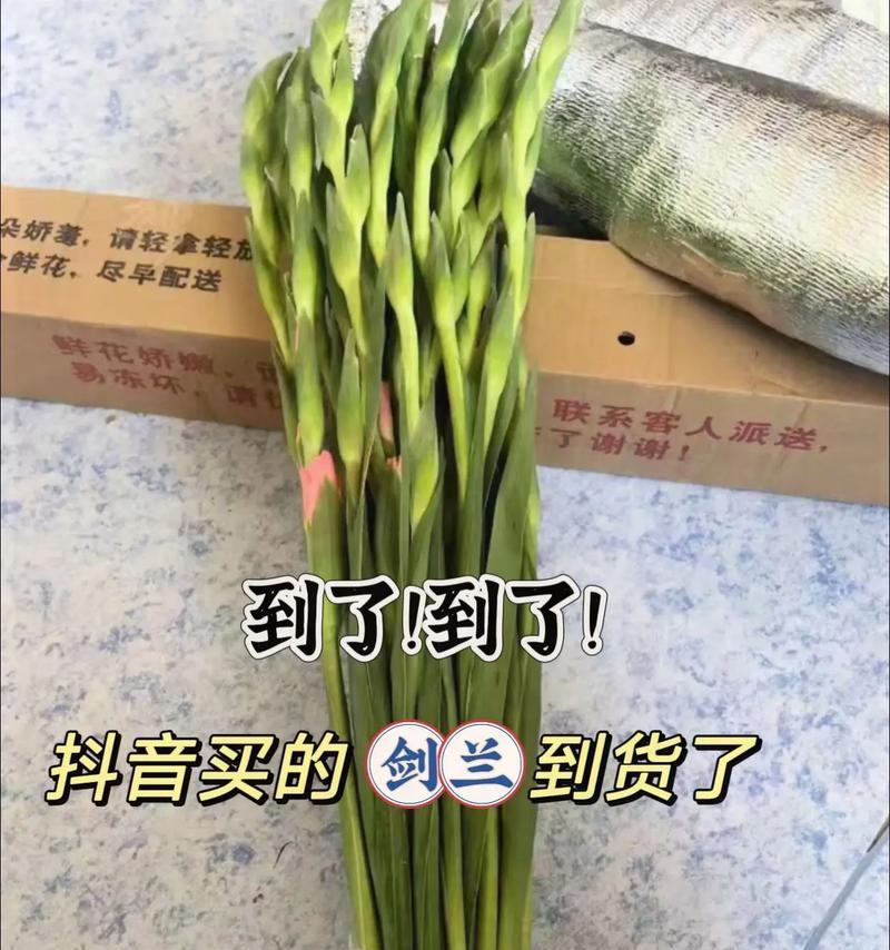 剑兰鲜切花的养护技巧有哪些？