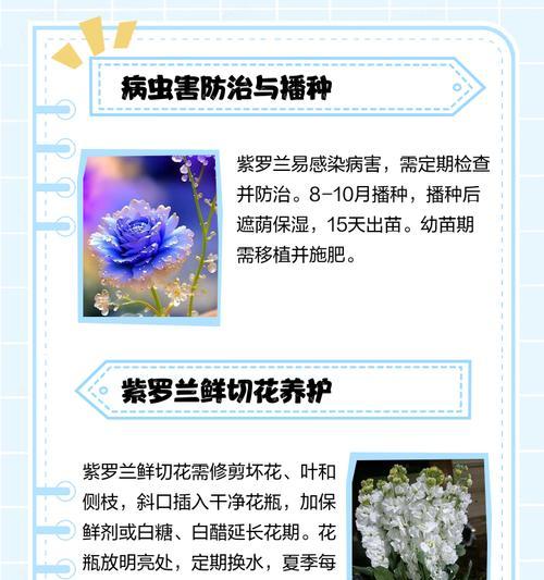 紫罗兰的插枝方法是什么？如何提高紫罗兰的成活率？
