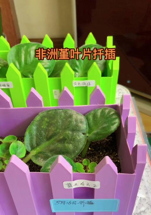 紫罗兰的插枝方法是什么？如何提高紫罗兰的成活率？