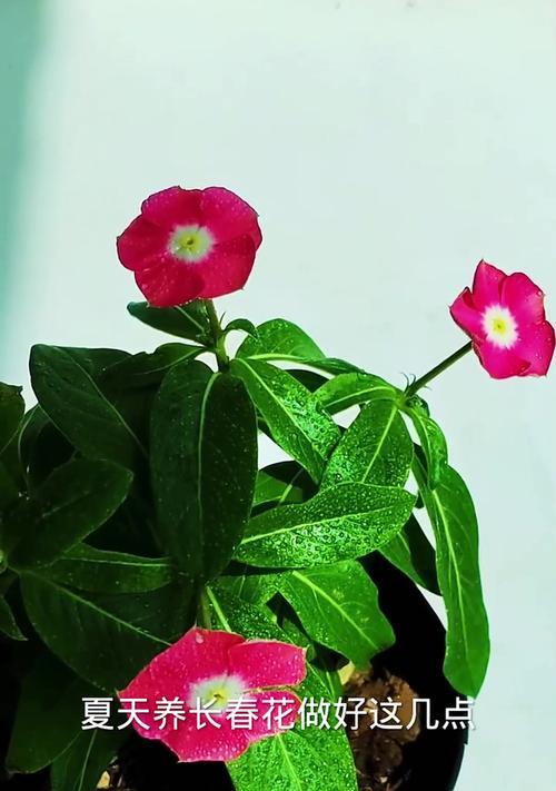 长春花的养殖要点是什么？如何保持其持续开花？