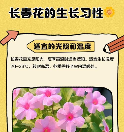 长春花的养殖要点是什么？如何保持其持续开花？