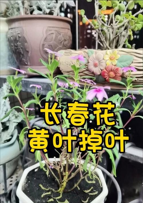 长春花的养殖要点是什么？如何保持其持续开花？