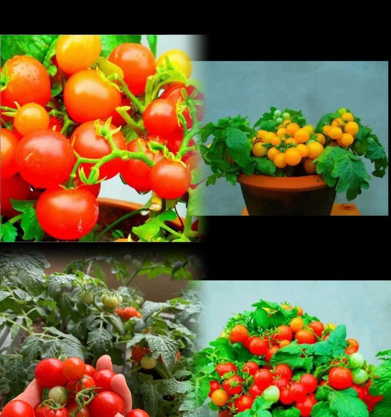 盆栽蔬菜的种植技巧和常见问题解答？