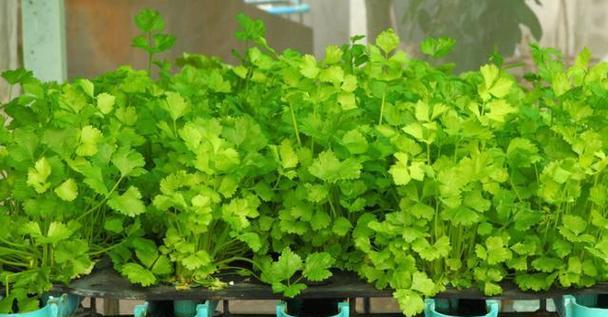 盆栽蔬菜的种植技巧和常见问题解答？