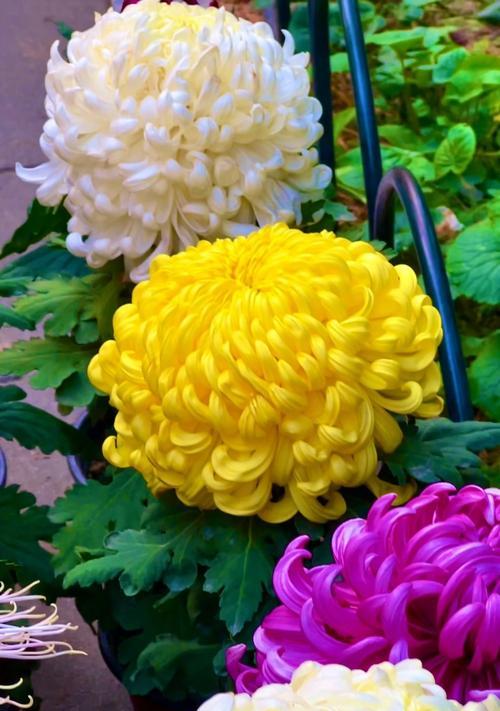 菊花的外观特征是什么？菊花有哪些不同的品种？