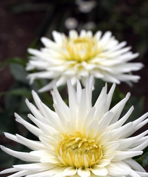 菊花的外观特征是什么？菊花有哪些不同的品种？