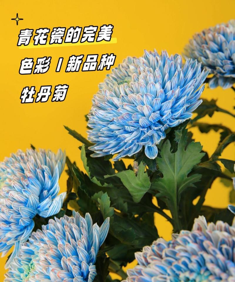 菊花的外观特征是什么？菊花有哪些不同的品种？