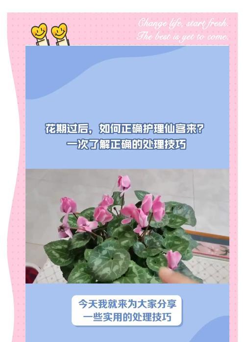 仙客来突然蔫了怎么办？找出原因并解决！