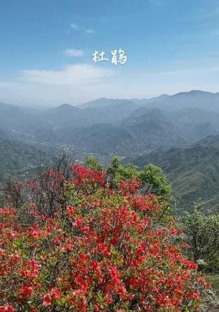 野生杜鹃有哪些品种？如何区分不同品种的野生杜鹃？