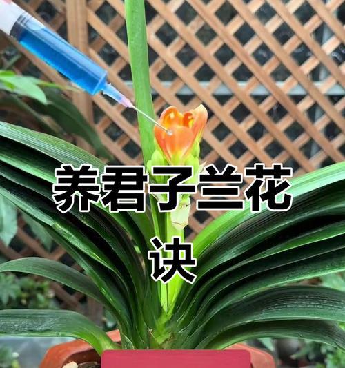君子兰开花的秘诀是什么？