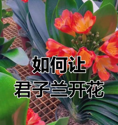 君子兰开花的秘诀是什么？