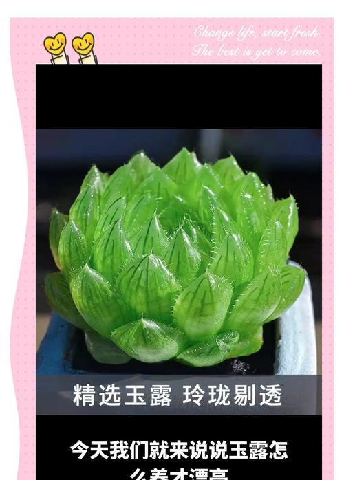 玉露品种有哪些？如何选择最佳的玉露品种？
