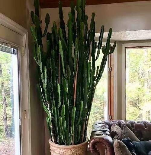 哪些植物长不大？适合室内种植吗？