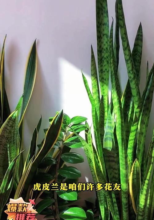 夏季虎皮兰浇水方法是什么？
