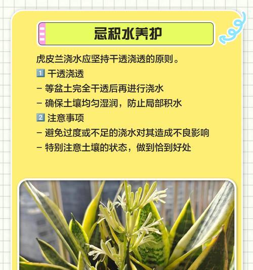 夏季虎皮兰浇水方法是什么？