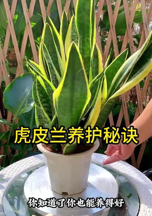 夏季虎皮兰浇水方法是什么？