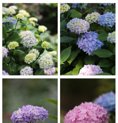夏季花卉有哪些特征？夏天的花如何识别？