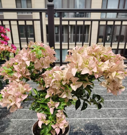 夏季花卉有哪些特征？夏天的花如何识别？