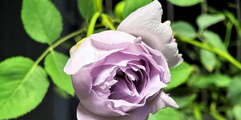 紫月季代表的花语是什么？