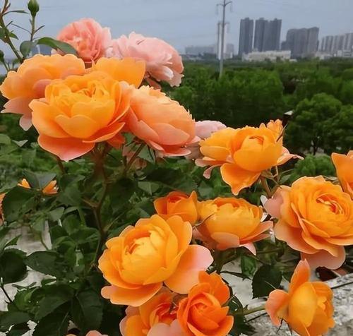 紫月季代表的花语是什么？