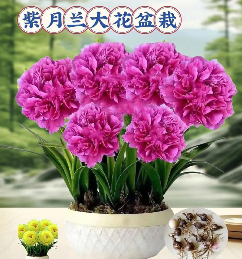 紫月季代表的花语是什么？