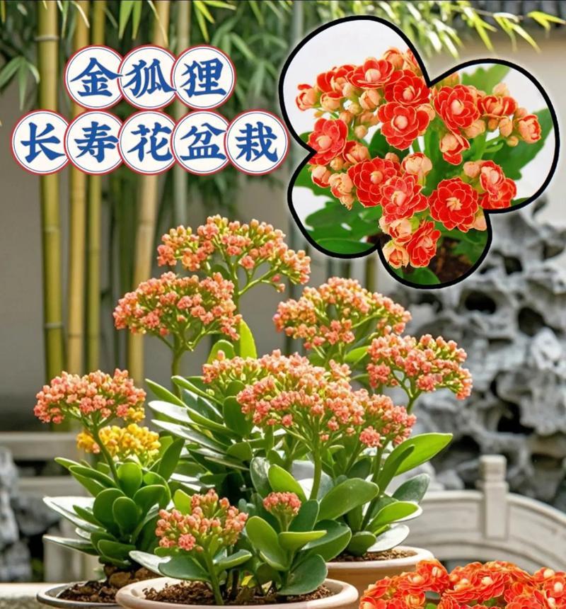 室内花卉盆栽有哪些？如何选择适合的盆栽？