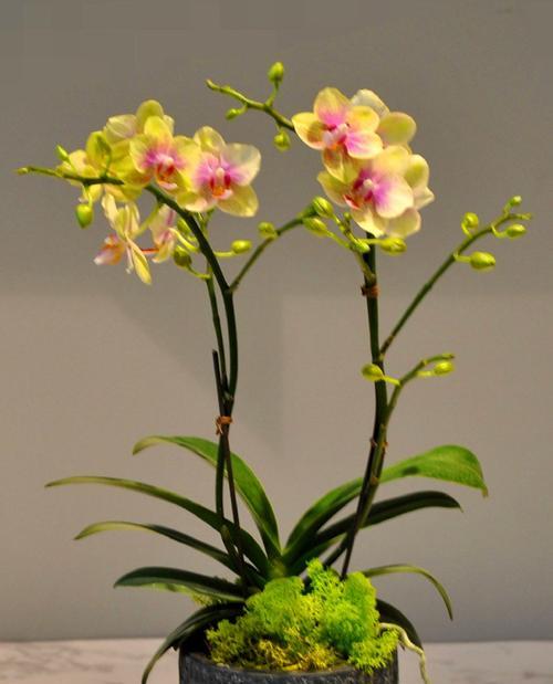 室内花卉盆栽有哪些？如何选择适合的盆栽？