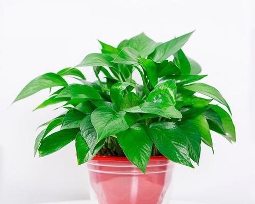 室内花卉盆栽有哪些？如何选择适合的盆栽？