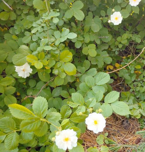 蔷薇花象征着什么意义？