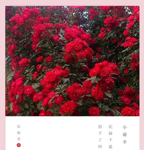 蔷薇花象征着什么意义？