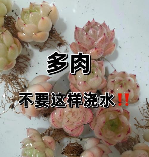 植物浇水过多如何处理？如何判断植物是否浇水过量？