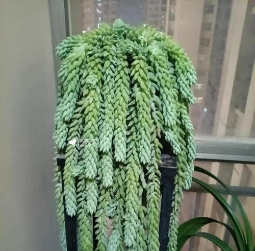 新玉缀的养殖技巧有哪些？