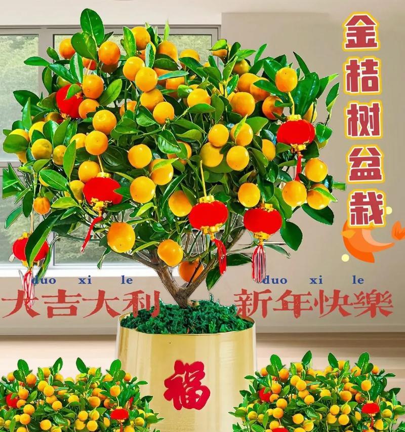 金桔盆栽养殖技术要点是什么？