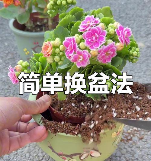 吊兰换盆时剪根的正确方法是什么？