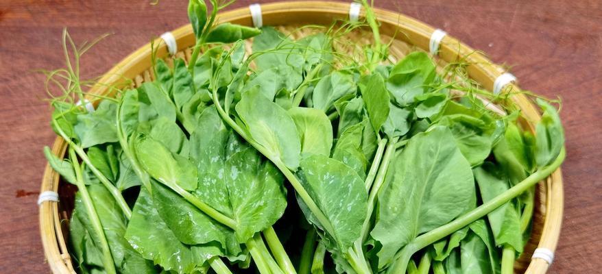 龙须草的养殖技巧有哪些？怎样才能养出健康的龙须？