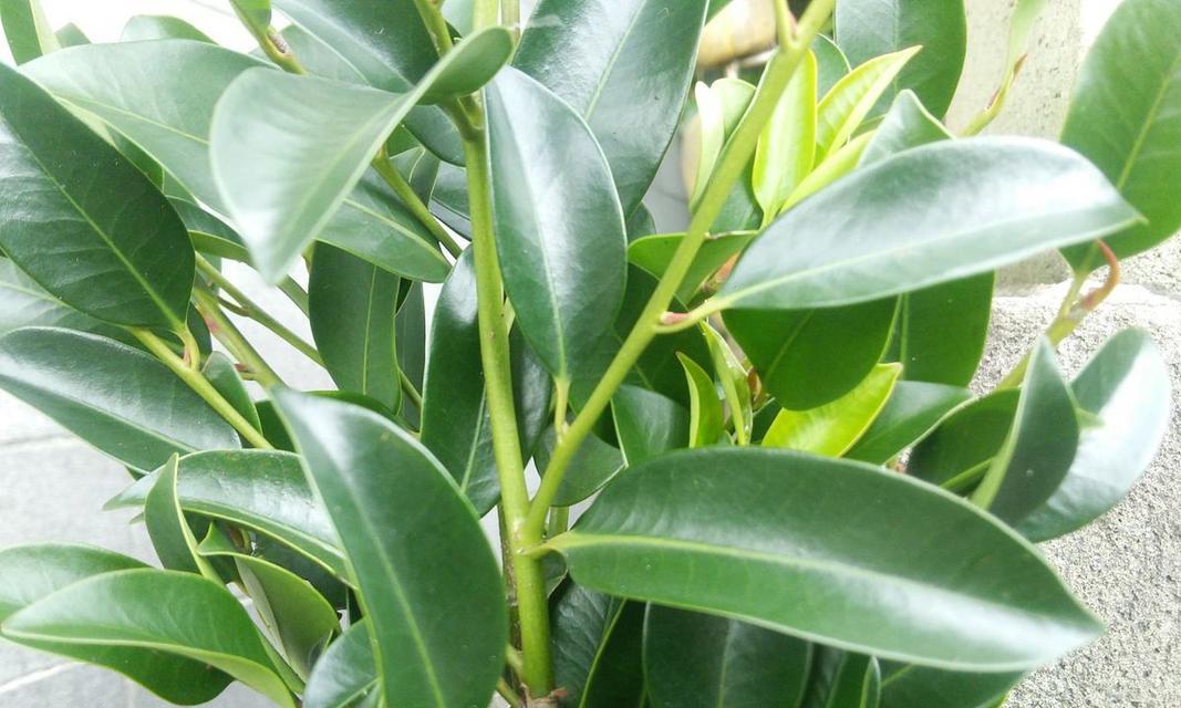 豆瓣绿开花后应该怎么办？