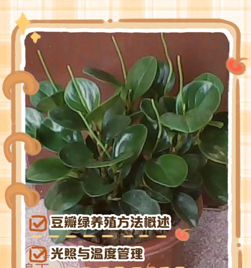 豆瓣绿开花后应该怎么办？
