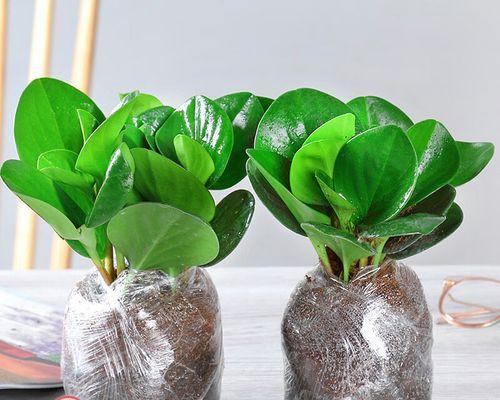 豆瓣绿开花后应该怎么办？