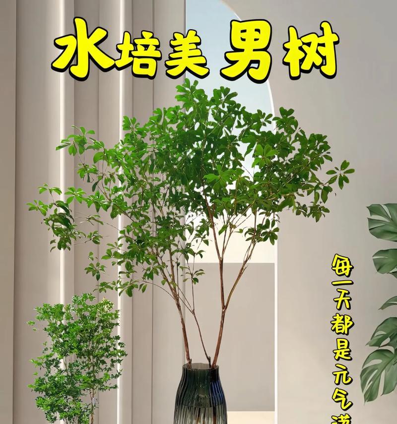 水培植物有哪些？适合家庭种植的水培植物推荐？