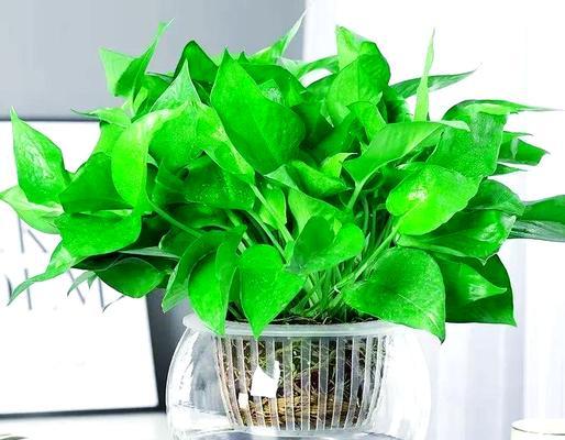 水培植物有哪些？适合家庭种植的水培植物推荐？