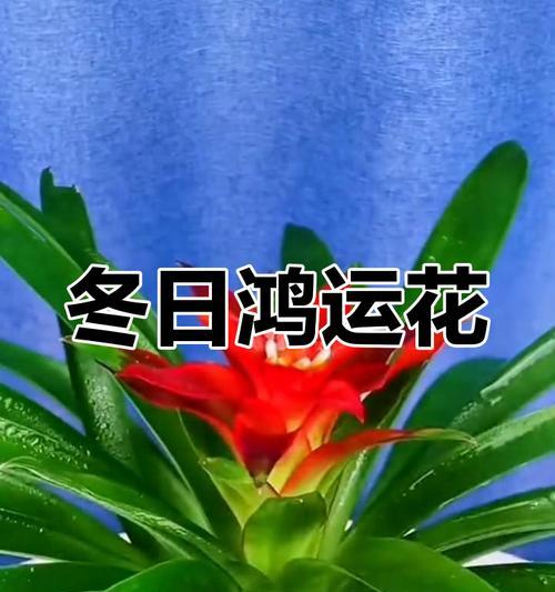 红运当头浇水技巧和注意事项是什么？